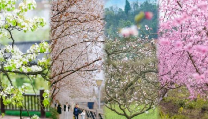 “花粉季”遇连绵小雨是否减轻过敏？专家解读→